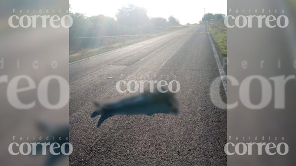 Hallan el cadáver de una joven a mitad de la carretera a San Lorenzo, Celaya