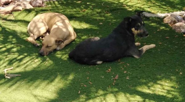 Centro de Protección Animal buscará a perros que agredieron a aves en el Parque Xochipilli