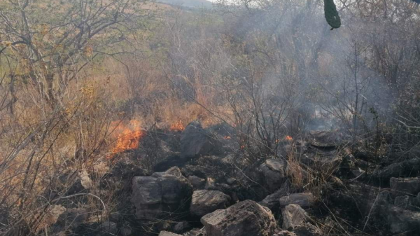 Incendio en El Encinal, Abasolo ha consumido 40 hectáreas de área forestal en solo 4 días