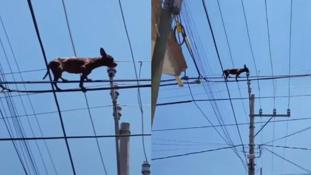 ¿Lomito acróbata? Captan a perrito caminando sobre unos cables de luz