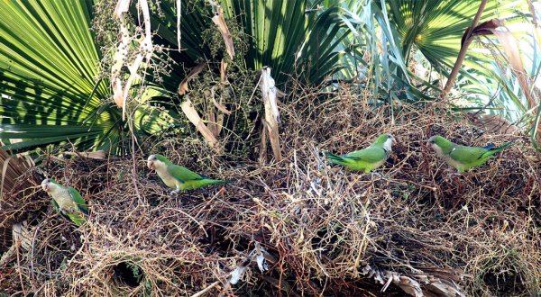 Llegada de Loros a Celaya afecta a la supervivencia de otras aves