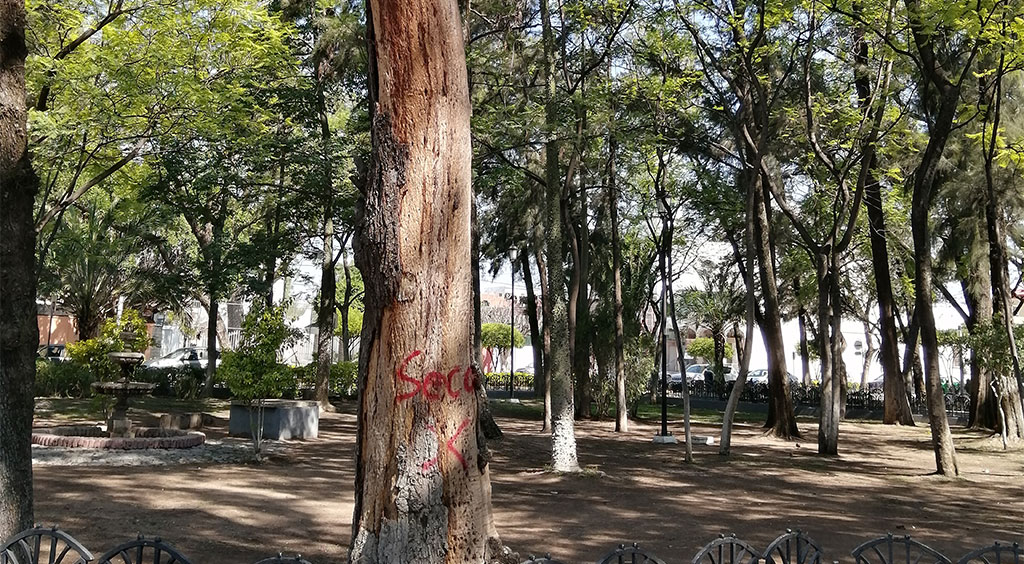 Talarán 20 árboles secos en la Alameda de Celaya