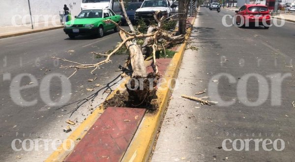 Sorprende a automovilistas caída de árbol en pleno bulevar de Irapuato