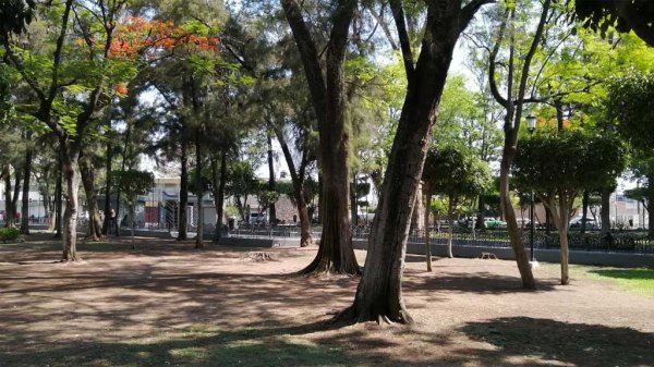 Algunos árboles muertos de la Alameda en Celaya podrían salvarse de tala