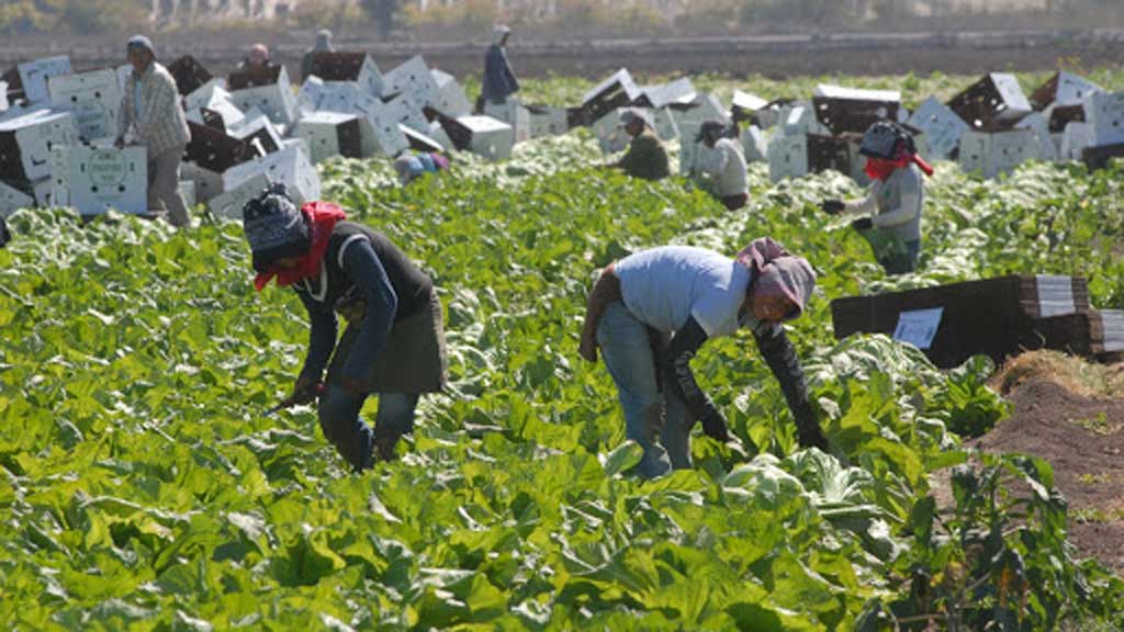 Repunta población de jornaleros migrantes en Guanajuato tras pandemia