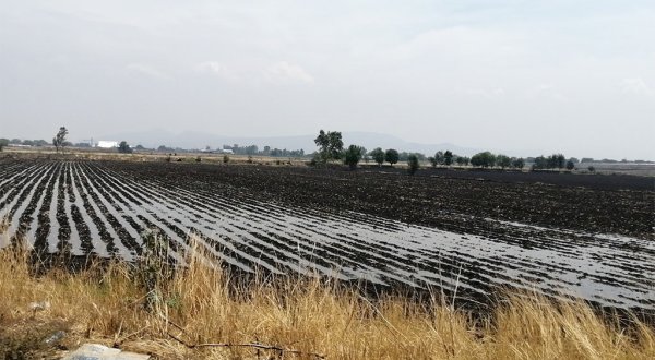 Sin lluvias, Distrito 011 en Guanajuato podría perder cosechas