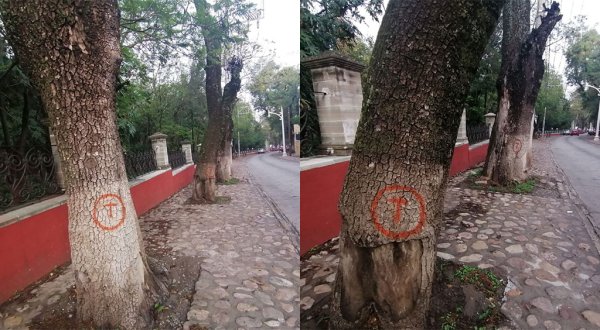 Talarán árboles en la zona de Embajadoras de Guanajuato capital por riesgo de caída