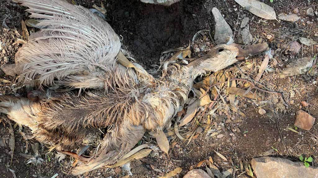 Siguen apareciendo patos muertos en la Presa de la Olla en Guanajuato