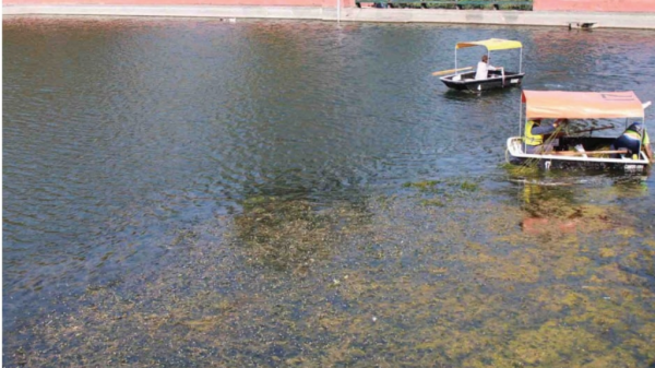 Harán composta con planta acuática que daña a la Presa de La Olla