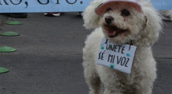 URI León celebra declaración de animales como seres sintientes en ley