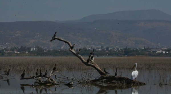 Carece administración de León de acciones en pro del medio ambiente: Grupo ‘Fura’