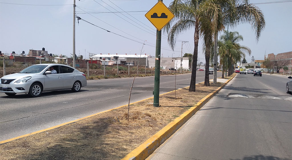 Mueren 65 árboles en la avenida Camino Real de Irapuato por falta de cuidado