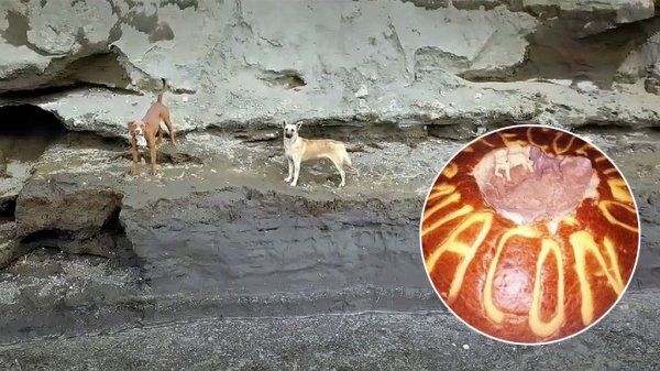 Recrean en PASTEL a los perritos que cayeron en el socavón de Puebla