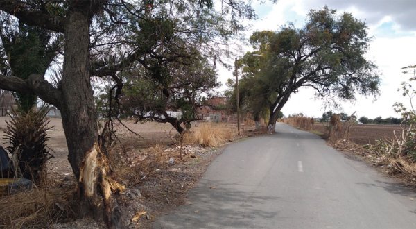 Pese a advertencia, Movilidad no quitó mezquites peligrosos en la avenida Independencia