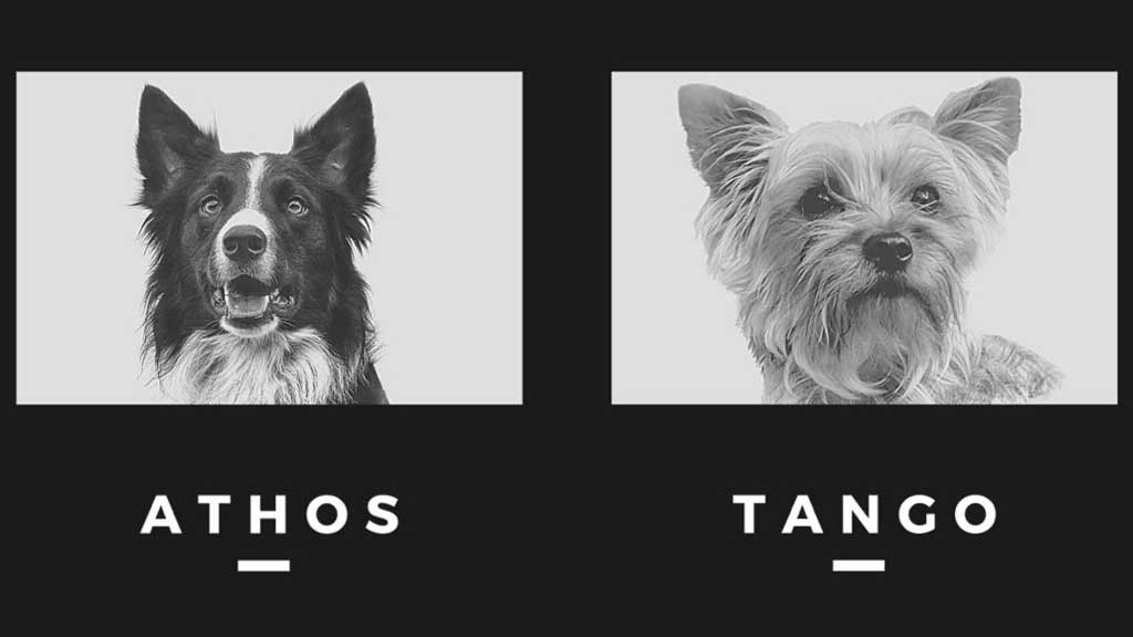 Envenenan a Athos y Tango, perritos rescatistas de la Cruz Roja