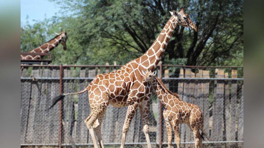 Nace la segunda ‘jirafita bebé’ del 2021 en el Zoológico de León