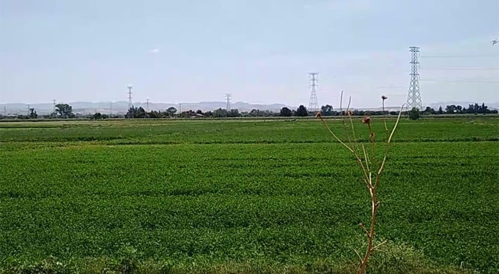 Falta de lluvias ponen en riesgo los cultivos, aseguran campesinos