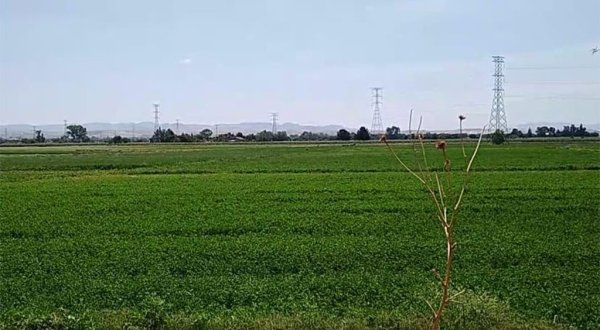 Falta de lluvias ponen en riesgo los cultivos, aseguran campesinos