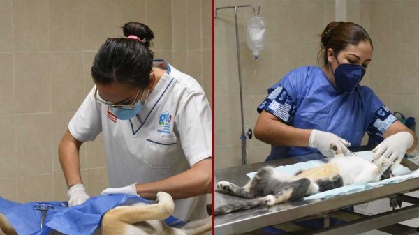 Arranca la tercera campaña de esterilización para perritos y gatitos en Irapuato