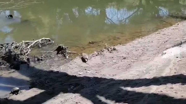 Bomberos de Acámbaro liberan a un tlacuache y una serpiente Alicante