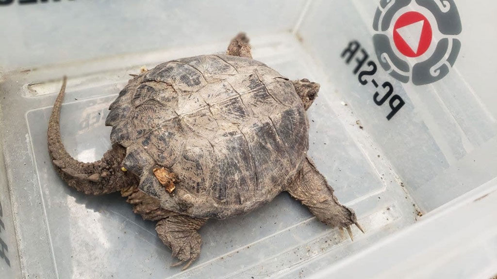 Rescatan tortuga en peligro de extinción atrapada en San Francisco del Rincón