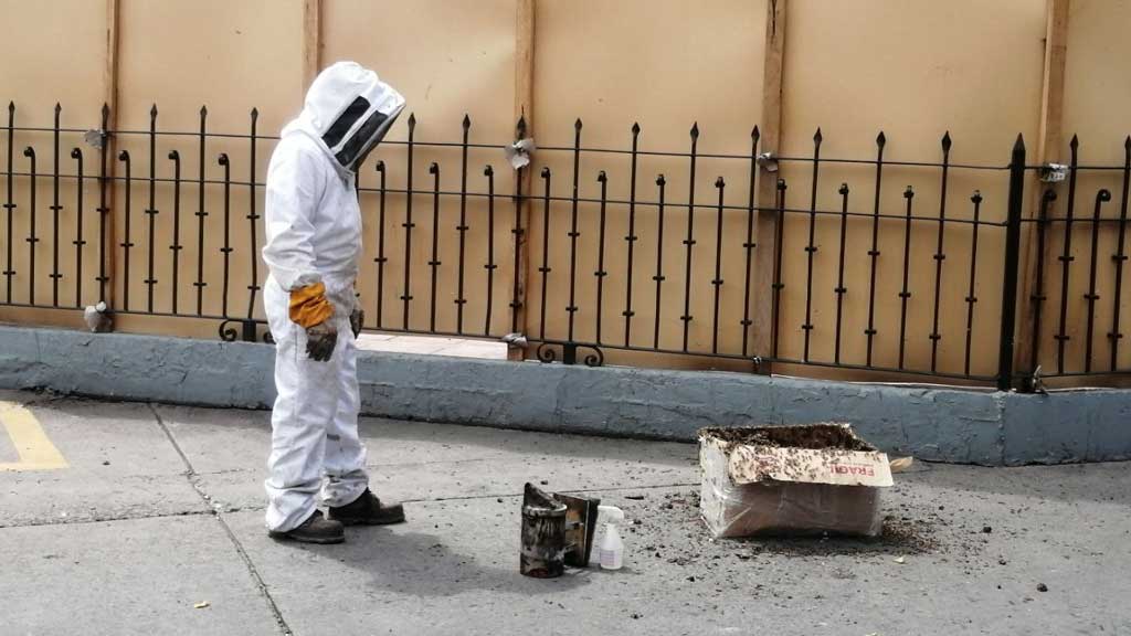 Retiran enorme panal de abejas del monumento a la Independencia en Celaya