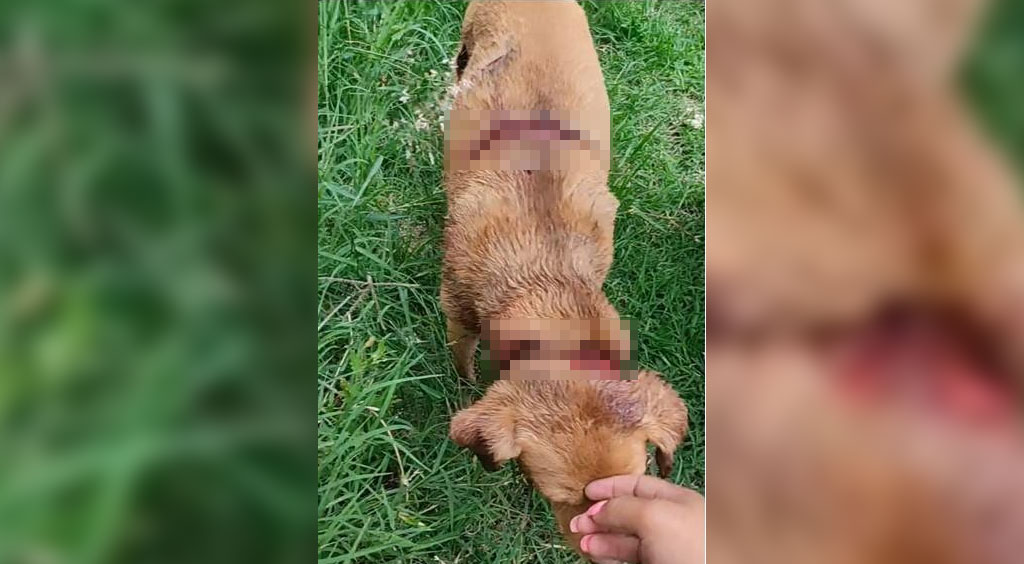 Piden justicia para ‘Canelo’, perrito macheteado en Acámbaro