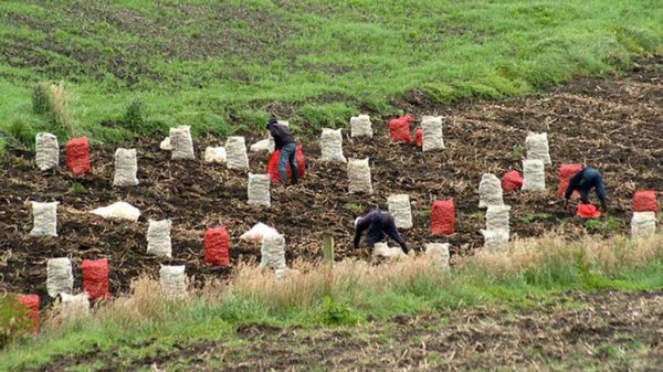 Llegan las lluvias, pero repuntan precios en insumos: denuncian campesinos