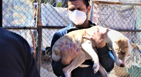 Atienden 25 denuncias por maltrato a animales en Salamanca