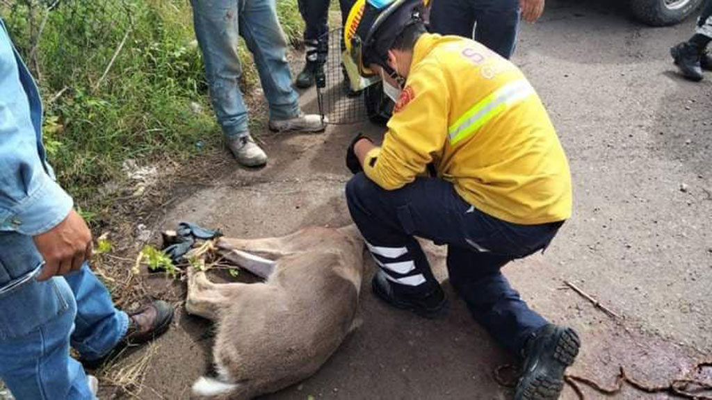 Rescatan a venado atorado entre púas en la carretera Guanajuato-Silao