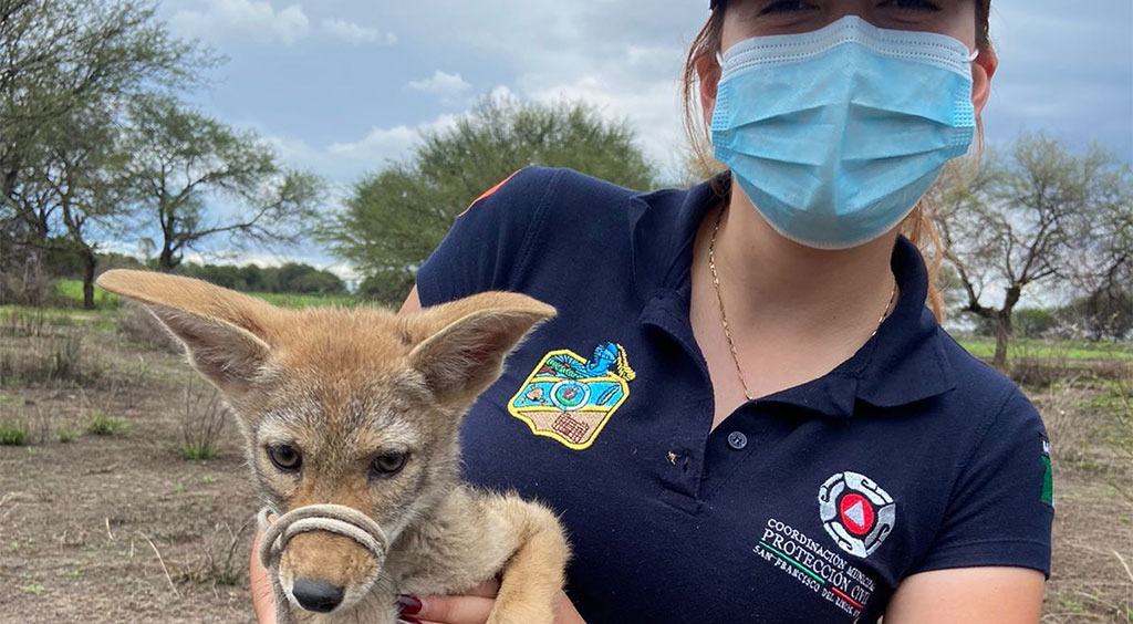 Protección Civil libera a un cachorro de coyote en Purísima del Rincón