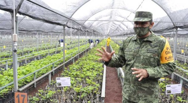 Ejército produce higos desde la base militar de Sarabia