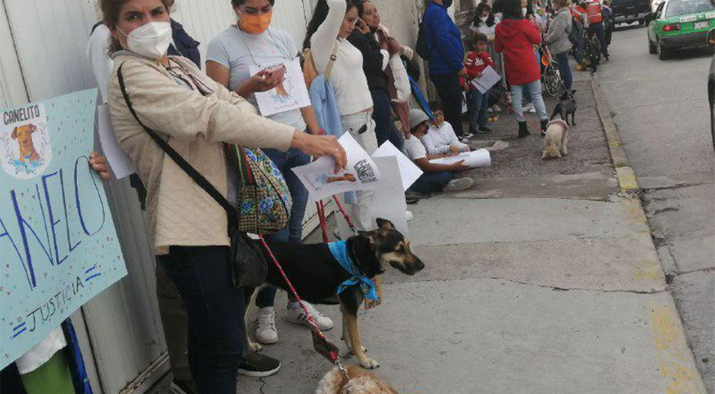 Por desgracia hay muchas víctimas como Canelo, lamenta veterinario