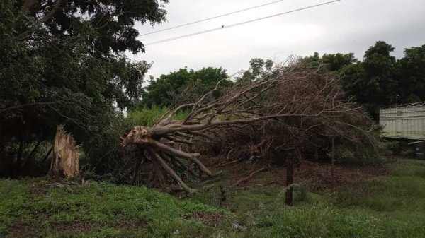 Árbol caído por lluvias deja sin luz varios puntos de Villagrán