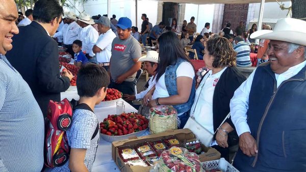 Festival de la Fresa sigue en pie pese a la alza de contagios