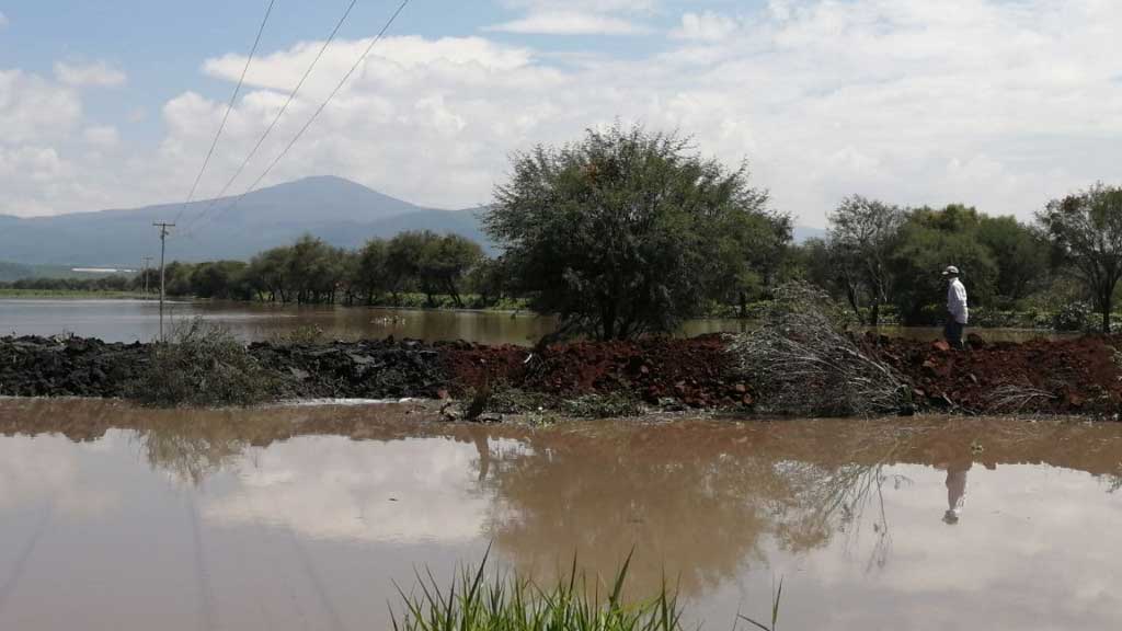 Desborde de canal en Yuriria afecta más de 200 hectáreas de cultivo