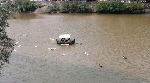 Preparan protocolo de atención a animales en Guanajuato capital