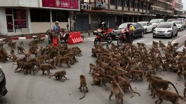 Pandillas de monos en Tailandia se enfrenta en pelea campal por comida