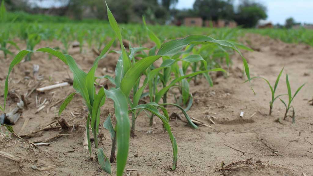 Un buen pronóstico de lluvias no salvará producción, se requiere apoyo: líder agrícola