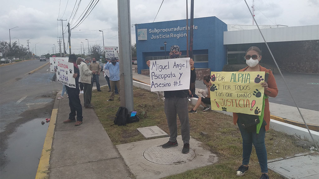 Alzan la voz en San Miguel de Allende y piden justicia para “Alpha” perrito asesinado