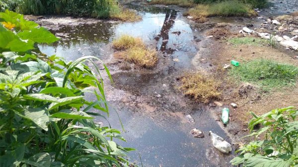 Exigen acciones en relleno sanitario de Salamanca por muerte de 30 animales