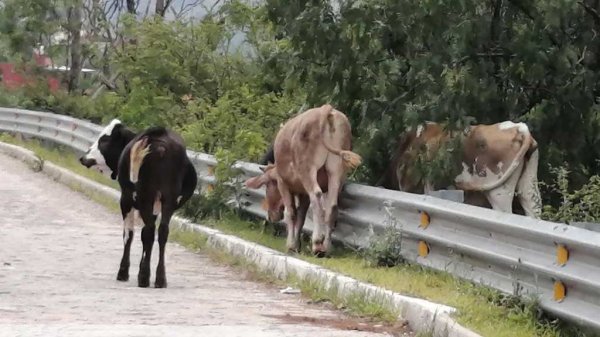 Falta de espacio y personal, impide retirar ganado ‘perdido’ de las calles de Guanajuato