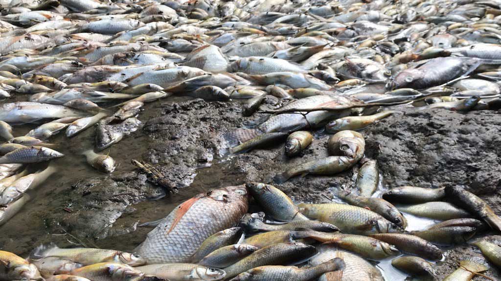 Denuncian ecocidio en presa de Palo Alto en Pénjamo; peces muertos encienden alarma