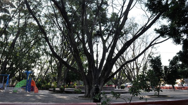 Buscan salvar los árboles de La Alameda en Valle de Santiago