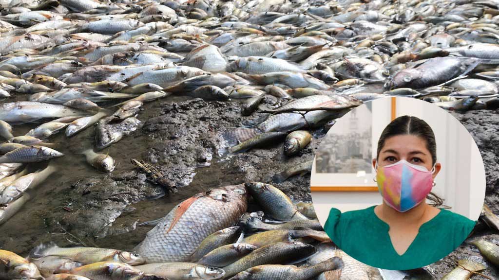 PAOT indagará muerte de peces en presa de Palo Alto en Pénjamo