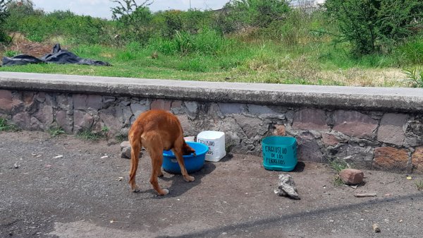 ¿Perro que ladra…? Guanajuato está en el top 10 por mordeduras de canes