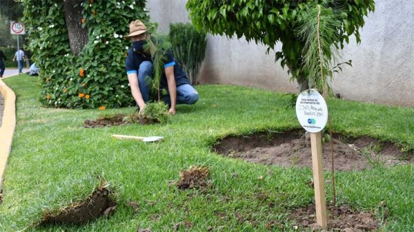 Plantan árboles en homenaje a las víctimas de Covid en Irapuato