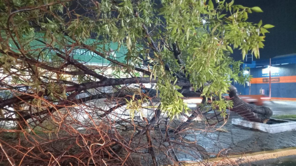 Fuerte lluvia derriba árbol y deja otras afectaciones en Salamanca