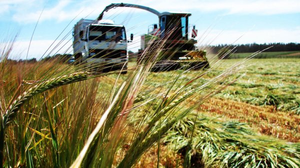 Falta a productores de cebada en Guanajuato negociación de precios justos