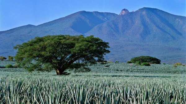 Productores de tequila deberán evitar deforestación para mantener permiso